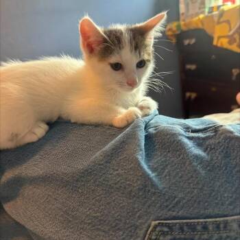 Chunk -  Domestic Short Hair Cat for Adoption in Madison, Wisconsin - Chunk | PetCurious