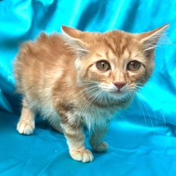 Charlie -s -  Domestic Medium Hair Cat for Adoption in Sequatchie, Tennessee - Charlie -s | PetCurious