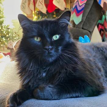 Russell with RyRy -  Domestic Long Hair Cat for Adoption in Manchester, Connecticut - Russell With RyRy | PetCurious