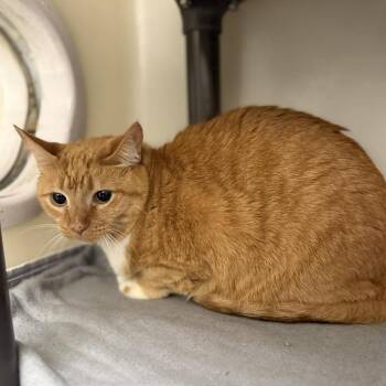 Domestic Short Hair Cats Available for Adoption in Jacksboro, Tennessee - Clementine | PetCurious