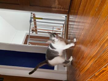 Rescue Domestic Short Hair Cats for Adoption - Misty | PetCurious