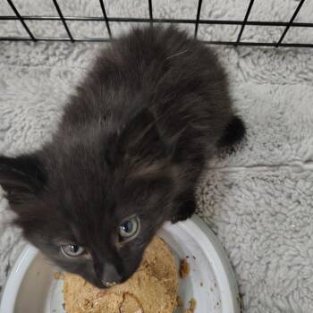 Mayhem (blue collar) -  Domestic Medium Hair Cat for Adoption in Coos Bay, Oregon - Mayhem (blue Collar) | PetCurious