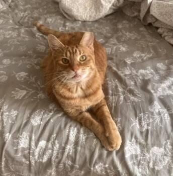 Domestic Short Hair Cats Available for Adoption in Chicago, Illinois - Bowie | PetCurious