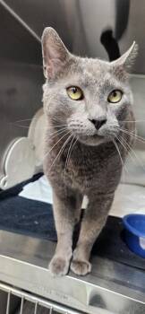 Domestic Short Hair Cats Available for Adoption - TURBO | PetCurious
