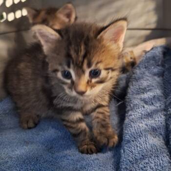 Rescue Domestic Short Hair Cats for Adoption in Montgomery, Alabama - Bibble | PetCurious