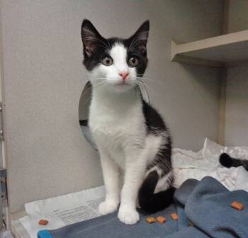HARRIMAN -  Domestic Short Hair Cat for Adoption in Delhi, New York - HARRIMAN | PetCurious