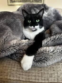 Socks -  Domestic Short Hair Cat for Adoption in Wilmington, North Carolina - Socks | PetCurious