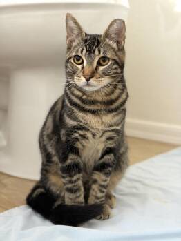 Rescue Domestic Short Hair Cats for Adoption in Chandler, Arizona - Dwight Schrute | PetCurious