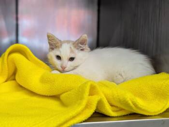 Rescue Domestic Long Hair Cats for Adoption in Mount Vernon, Ohio - Buffster | PetCurious