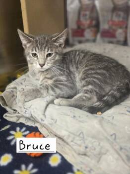 Bruce    GFRCC -  Domestic Short Hair Cat for Adoption in Metamora, Illinois - Bruce    GFRCC | PetCurious