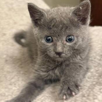Squeaker -  Domestic Short Hair Cat for Adoption in League City, Texas - Squeaker | PetCurious