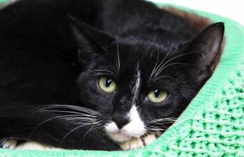 PINEAPPLE -  Domestic Short Hair Cat for Adoption in Fort Lauderdale, Florida - PINEAPPLE | PetCurious