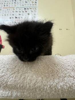 Domestic Medium Hair Cats Available for Adoption in Fremont, California - A198249 | PetCurious