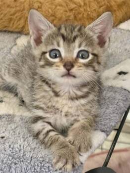 Domestic Medium Hair Cats Available for Adoption in Glocester, Rhode Island - Paddy | PetCurious