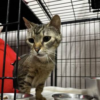 Meow meow -  American Shorthair Cat for Adoption in Lancaster, South Carolina - Meow Meow | PetCurious