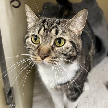 Maple -  Domestic Short Hair Cat for Adoption in Zanesville, Ohio - Maple | PetCurious