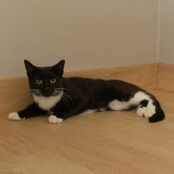 Tuxie C71358 -  Domestic Short Hair Cat for Adoption in Minnetonka, Minnesota - Tuxie C71358 | PetCurious