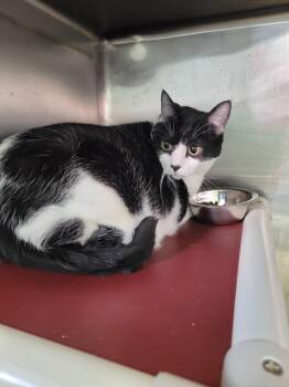 American Shorthair Cats Available for Adoption - Ophelia | PetCurious