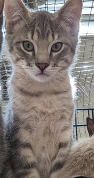 Walter -  Domestic Short Hair Cat for Adoption in Ogden, Utah - Walter | PetCurious