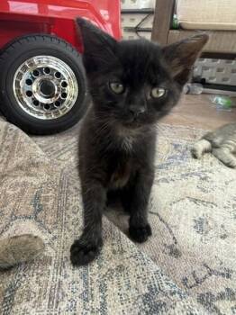 Domestic Short Hair Cats Available for Adoption in Hobart, Indiana - Carly | PetCurious