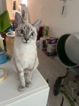Rescue Siamese and Bengal Cats for Adoption in New Braunfels, Texas - Jessica Fletcher (Lansbury) | PetCurious