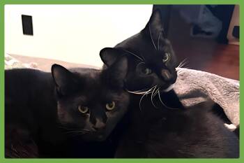 Rescue Domestic Short Hair Cats for Adoption in Amherst, Massachusetts - Ash And Indy | PetCurious