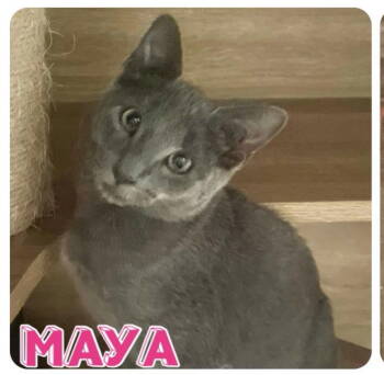 Rescue Domestic Short Hair Cats for Adoption in Grand Bay, Alabama - Maya | PetCurious