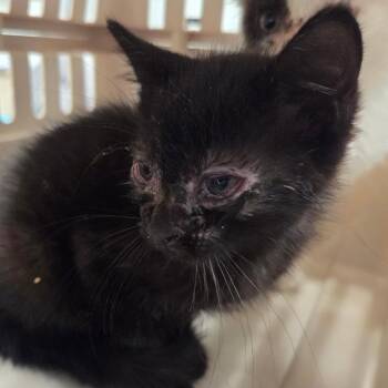 Crete -  Domestic Medium Hair Cat for Adoption in Chattanooga, Tennessee - Crete | PetCurious