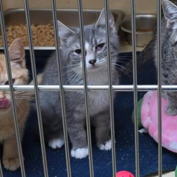 Jozeph -  Tabby Cat for Adoption in Clarksville, Virginia - Jozeph | PetCurious