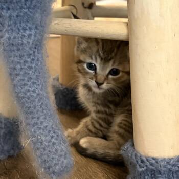 Pickle -  Domestic Short Hair and American Shorthair Cat for Adoption in Charlotte, North Carolina - Pickle | PetCurious