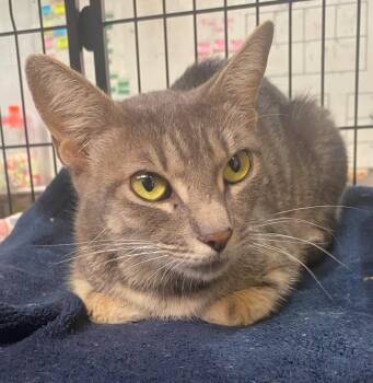 Johnnie -  Domestic Short Hair Cat for Adoption in Lockhart, Texas - Johnnie | PetCurious