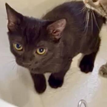Noire -  Domestic Short Hair Cat for Adoption in Sunrise, Florida - Noire | PetCurious