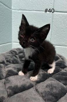 Domestic Short Hair Cats Available for Adoption in Spruce Pine, North Carolina - Wiggler | PetCurious