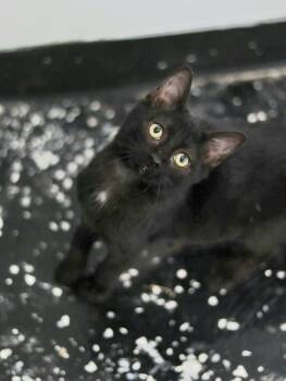 Aphrodite -  Domestic Medium Hair Cat for Adoption in Lewisburg, Tennessee - Aphrodite | PetCurious