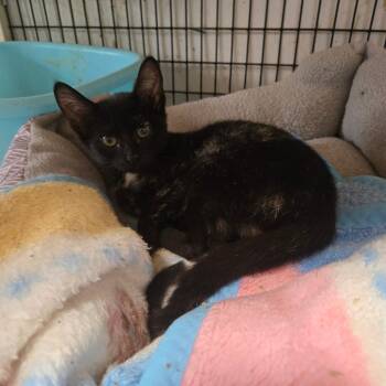 Firefly -  Domestic Short Hair Cat for Adoption in Graham, Texas - Firefly | PetCurious