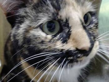 Domestic Short Hair Cats Available for Adoption in Moreno Valley, California - SCUFFER | PetCurious