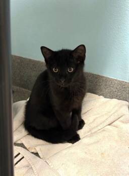 Salvador -  Domestic Short Hair Cat for Adoption in Fort Collins, Colorado - Salvador | PetCurious