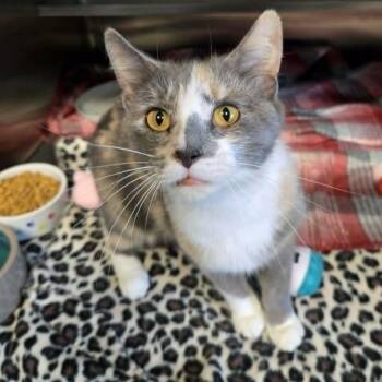 Domestic Short Hair Cats Available for Adoption in Watertown, Wisconsin - Lavender | PetCurious