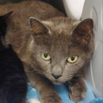 JOAN -  Domestic Short Hair Cat for Adoption in Barnstable, Massachusetts - JOAN | PetCurious