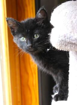 Moxy -  Domestic Short Hair Cat for Adoption in Minneapolis, Minnesota - Moxy | PetCurious