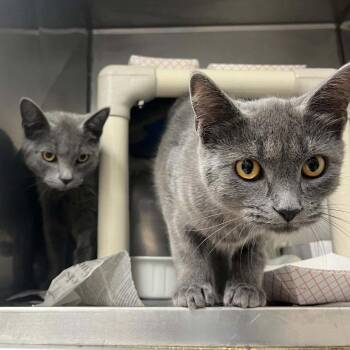 Deimos -  Domestic Short Hair Cat for Adoption in Candler, North Carolina - Deimos | PetCurious