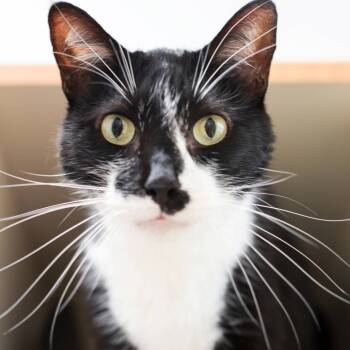 Rescue Domestic Short Hair Cats for Adoption in Los Angeles, California - Orson | PetCurious