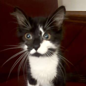 Shadow -  Domestic Long Hair Cat for Adoption in Mocksville, North Carolina - Shadow | PetCurious