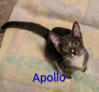 Apollo -  Domestic Short Hair Cat for Adoption in Las Vegas, Nevada - Apollo | PetCurious