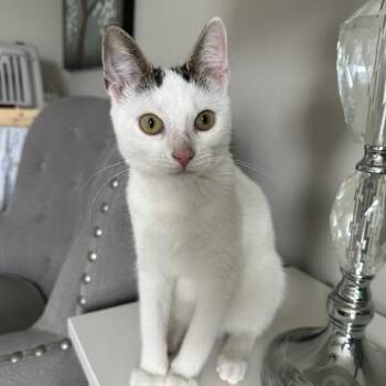 Pikachu -  Tabby and Domestic Short Hair Cat for Adoption in UNIVERSITY PA, Maryland - Pikachu | PetCurious