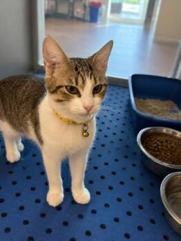 Mama -  Domestic Short Hair Cat for Adoption in North Richland Hills, Texas - Mama | PetCurious