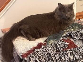 Rescue Nebelung and Domestic Long Hair Cats for Adoption in North East, Maryland - BLUE | PetCurious