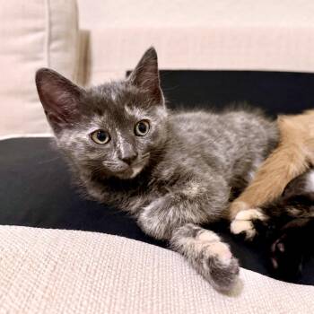 Domestic Short Hair Cats Available for Adoption in Austin, Texas - Feta 2 | PetCurious