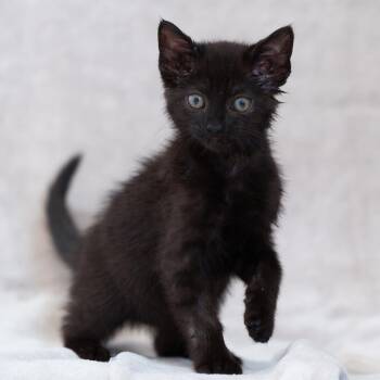 Domestic Short Hair Cats Available for Adoption in Sunnyvale, California - Michi Jr. | PetCurious