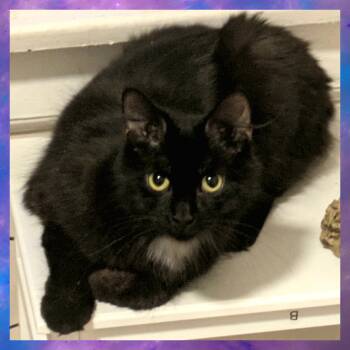 Domestic Medium Hair Cats Available for Adoption in Akron, Ohio - Little Lady | PetCurious